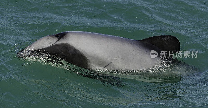 海克特海豚(Cephalorhynchus hectori)是头鼻海豚属的四种海豚中最著名的一种，仅在新西兰发现。大约1.4米长，它是最小的鲸类动物之一。赫克托的海豚是特尔斐最小的
